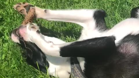 Cute dog plays with pine cone