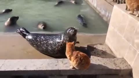 Cat slaps a seal l
