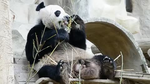 panda bear having lunch