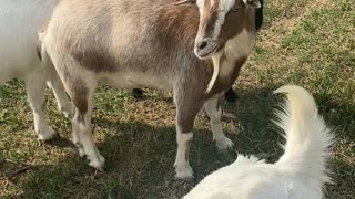 Sweet rescue goats