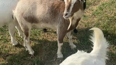 Sweet rescue goats