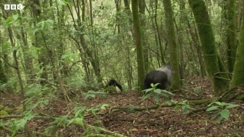 Young Silverblack Gorilla Make Difficult Decision -Growing up Wild animal