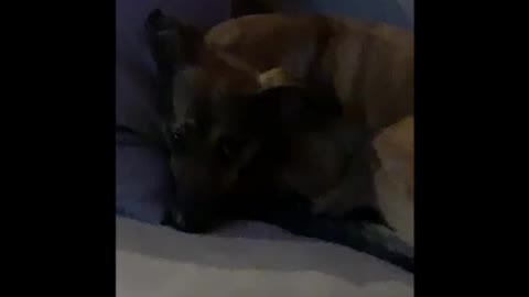 Funny puppy bedtime routine