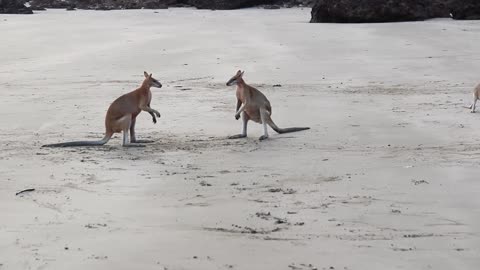 Wallaby Fight on the beach of cape hillsborough.Two kangaroos fighting like a pro boxer😤😎