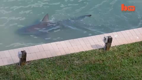 Bull Shark Spotted In Florida 'Backyard'