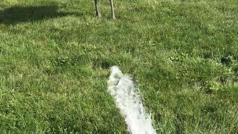 Emu Plays an Amusing Game With a Hose