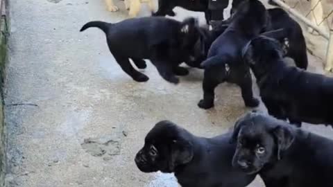 Labradors, pet dogs, god dogs
