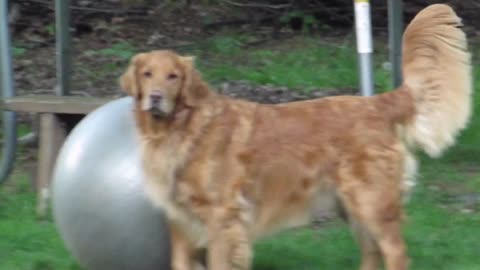 Golden Retriever goes crazy for yoga ball!