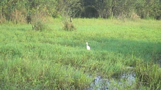 CATTLE EGRET 2