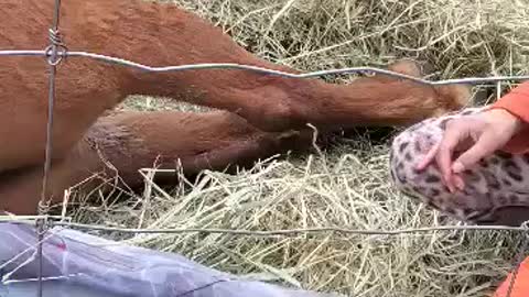 Surprise Filly