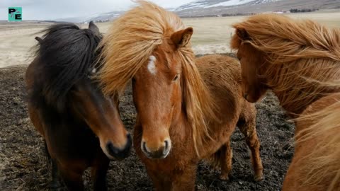 The strength and beauty of horses