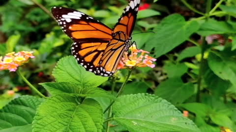 wow, how beautiful the butterfly is!