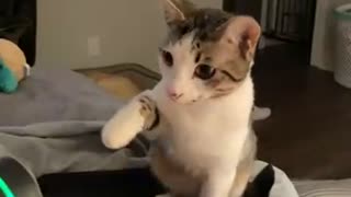 Cautious Kitty Yeets Itself away from Massager
