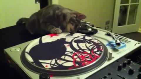 Kitten Thinks Hes A DJ!