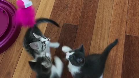 Kittens come running