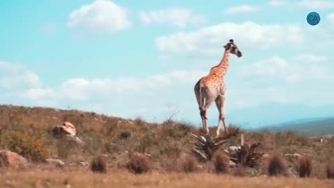 Giraffe | Giraffe Video | Giraffe Baby زرافة | فيديو الزرافة | طفل الزرافة