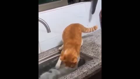 Funny cat, very good at catching fish