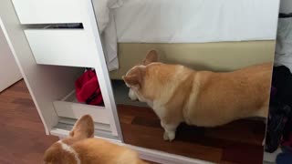 Corgi Makes Faces in the Mirror