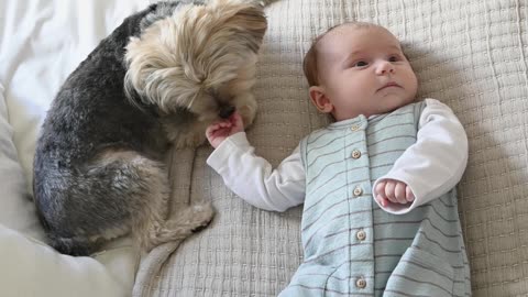 How do dogs react to babies