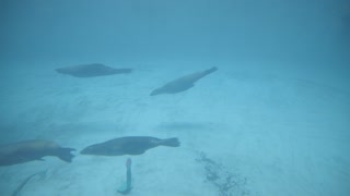 Seals at the aquarium!