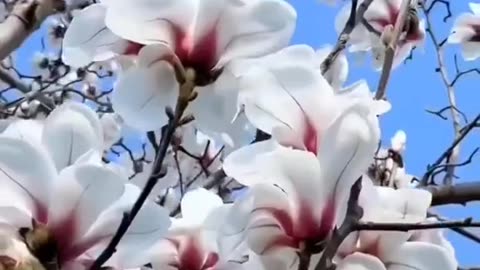 Beautiful Nature 😍 # White flowers