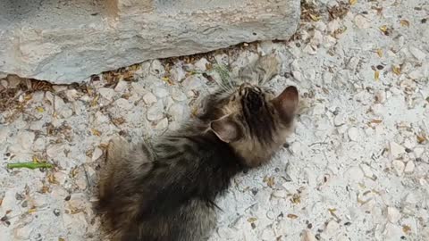 How to play two little kittens in outdoors