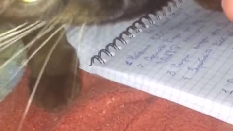 My funny cat Buks want to eat my pen! Watch to the end!