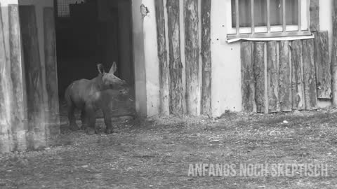 Ananova - Moment Cute Baby Rhino Takes First Steps Outside