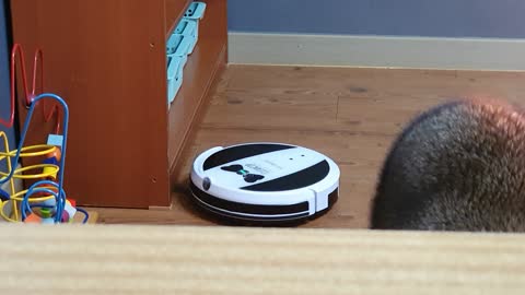 Raccoon continues to lose his seat to the robot vacuum cleaner.