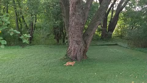 Cat plays fetch with apples 2