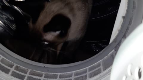 Cat in the dryer