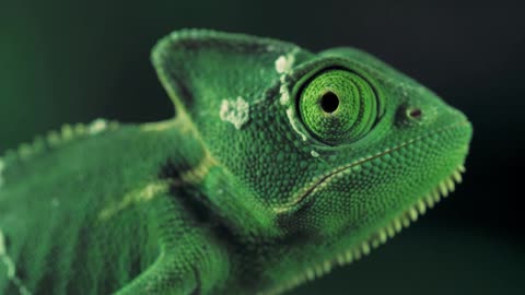 A Close-up of Green Veiled chameleon on one side