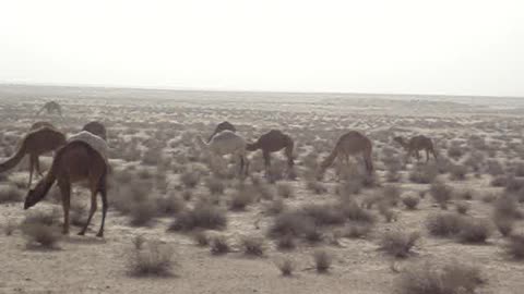 Camp BUCCA IRAQ FOB Camels