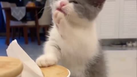 Cat eating funny moments #Shorts