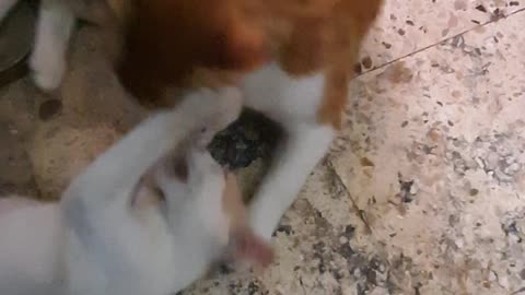 Mailo Cat Abuse Attacks On His Sister