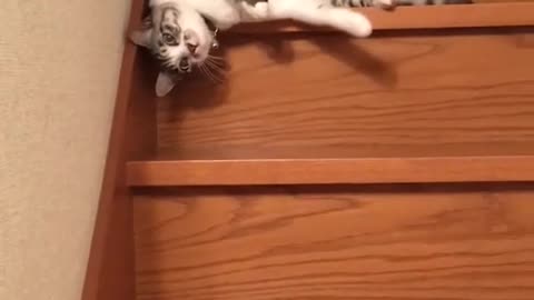 cat coming down stairs