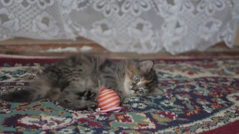 Cute gray kitten plays on carpet at home