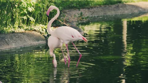 Beautiful flamingoes bird’s