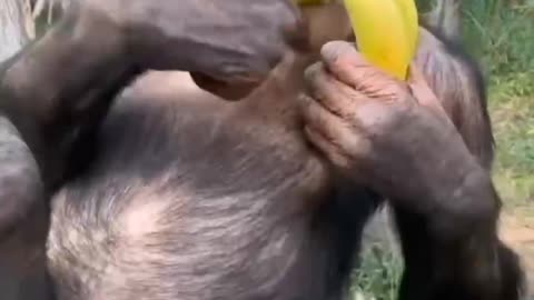 Orangutans eat bananas
