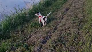 English Pointer get's her 1st bird