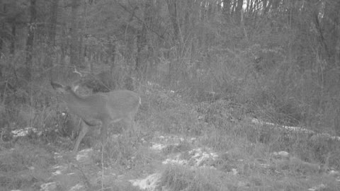 Big Body PA Buck Trailing Doe