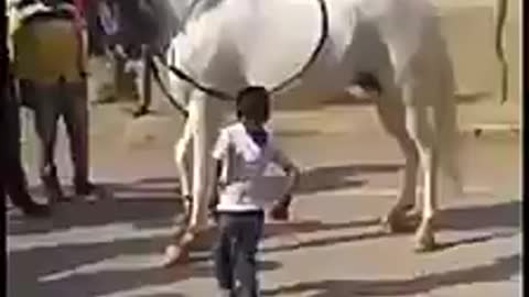Horse very danger