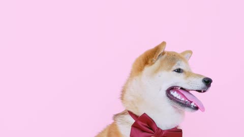 Cute Dog with a Neck Tie