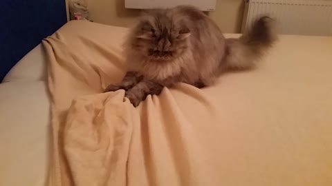Cat Makes Changing The Bed Sheets A Near Impossible Task