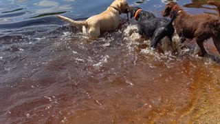 Four dogs after one stick