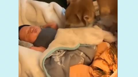 Dog tucks baby in bed