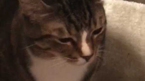 Cat Makes Awful Face After Being Hugged and Kissed