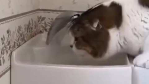 CUTE CAT VIDEO