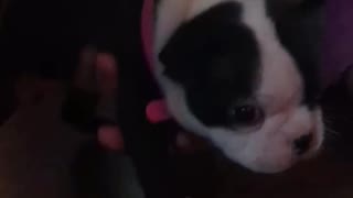 Puppy Finds Her Bark
