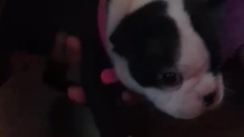Puppy Finds Her Bark